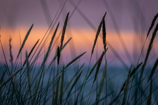 evening-grass